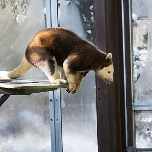 Matschie's Tree Kangaroo