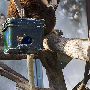 Matschie's Tree Kangaroo