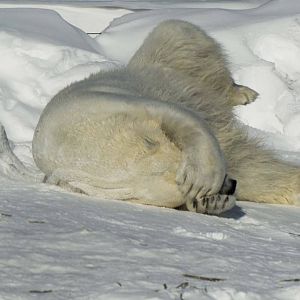 Polar Bear