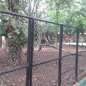 Enclosure Yucatan brocket deer
