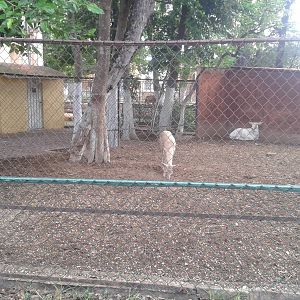 Enclosure white Fallow deers