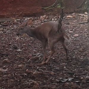 Yucatan brocket deer