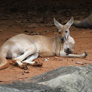 Red Kangaroo
