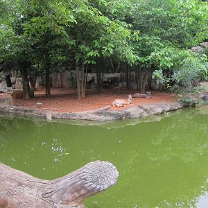 Red Kangaroo Enclosure