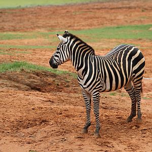 Burchell's Zebra