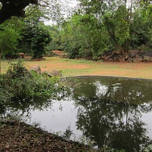 White Rhino Enclosure