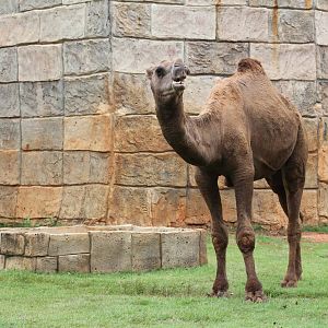 Dromedary
