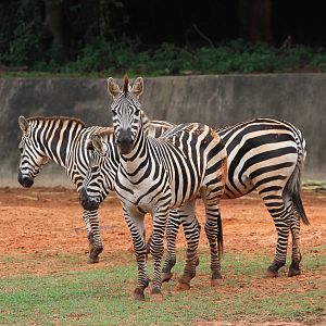 A Group of Burchell's Zebra