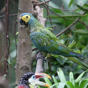Red-bellied Macaw