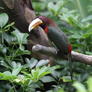 Ivory-billed Aracari