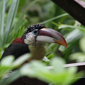 Curl-crested Aracari