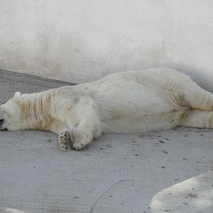 Sleeping polar bear