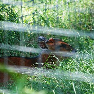 Bay Duiker at Lowry Park, 13/10/13