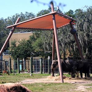 Elephants and Impala at Lowry Park, 13/10/13