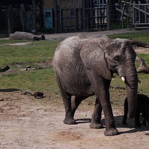 African Elephants at Lowry Park, 13/10/13