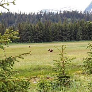 Brown_Bears_at_Silver_Salmon
