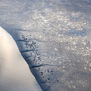 Pacific Harbor Seals - Alaska