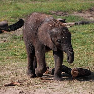 African Elephant Calf at Lowry Park, 13/10/13