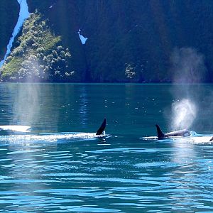 Orcas - Alaska