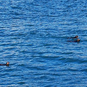 Sea Otters - Alaska