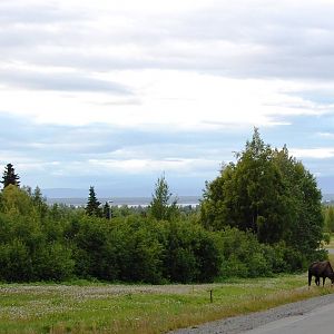 Bull Moose - Alaska