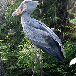 Shoebill at Lowry Park, 13/10/13