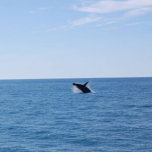 Humpback Whale - Alaska