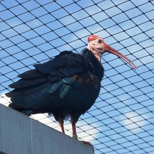 Southern Bald Ibis at Lowry Park, 13/10/13