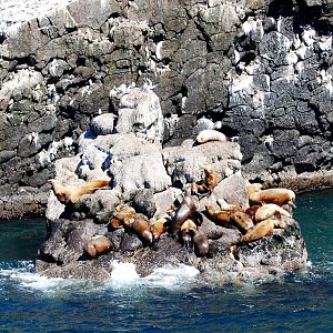 Stellar Sea Lions - Alaska