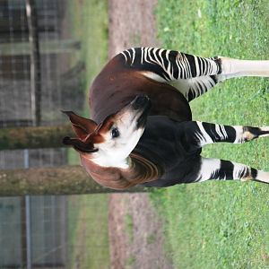 Okapi at Lowry Park, 13/10/13