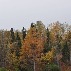 Bald Eagles - Alaska