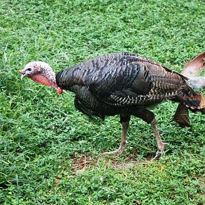 Florida Wild Turkey at Lowry Park, 13/10/13