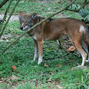 Red Wolf at Lowry Park, 13/10/13