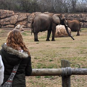 African Elephant Exhibit and Guests.
