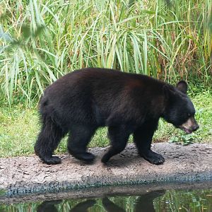 Florida Black Bear at Lowry Park, 13/10/13