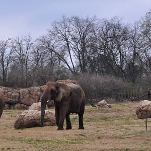 African Elephant Exhibit
