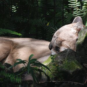 Florida Panther at Lowry Park, 13/10/13