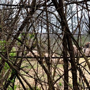 African Elephant through the brush