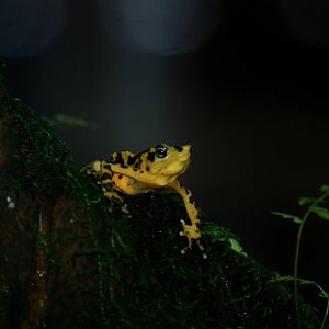 Panamanian Golden Frog at Lowry Park, 13/10/13
