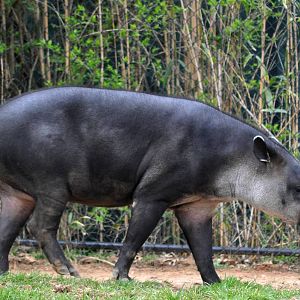 Baird's Tapir