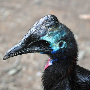 Double-Wattled Cassowary