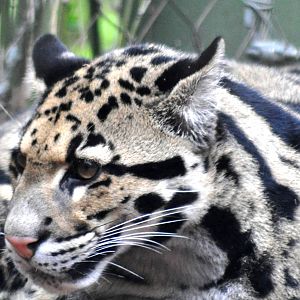 Clouded Leopard