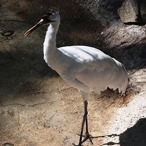 Whooping Crane at Lowry Park, 13/10/13
