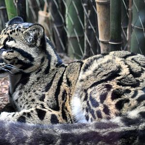 Clouded Leopard