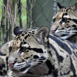 Clouded Leopards