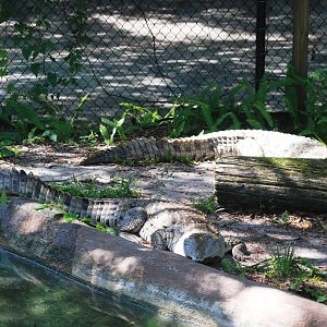 Orinoco Crocodiles at Lowry Park, 13/10/13