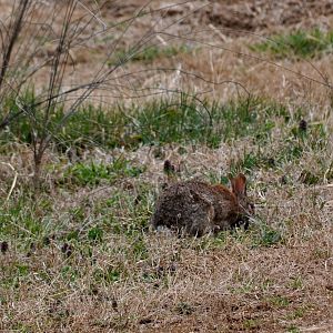Eastern Cottontail Rabbit (wild) in Elephant Exhibit