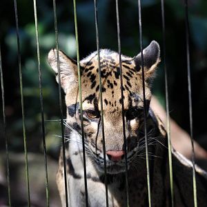 Indochinese Clouded Leopard at Lowry Park, 13/10/13