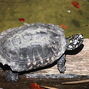 Indian Spotted Pond Turtle at Lowry Park, 13/10/13