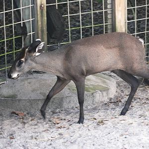 Western Tufted Deer at Lowry Park, 13/10/13